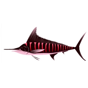 Red Striped Marlin